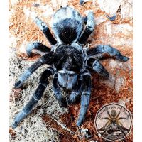 Grammostola pulchra /Brazilian black 4fh (3-4cm) ONLY 50X AVAILABLE AT THIS PRICE !!
